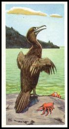 26 Galapagos Flightless Cormorant